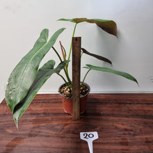 Load image into Gallery viewer, #20 Philodendron Atabapoense