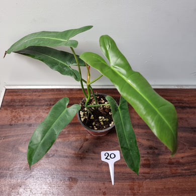 #20 Philodendron Atabapoense