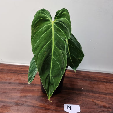 #19 Philodendron Melanochrysum