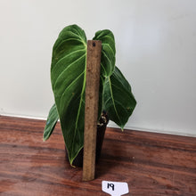 Load image into Gallery viewer, #19 Philodendron Melanochrysum
