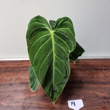 Load image into Gallery viewer, #19 Philodendron Melanochrysum