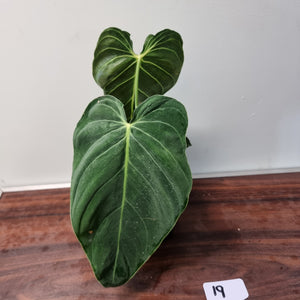 #19 Philodendron Melanochrysum