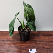 Load image into Gallery viewer, #19 Philodendron Melanochrysum