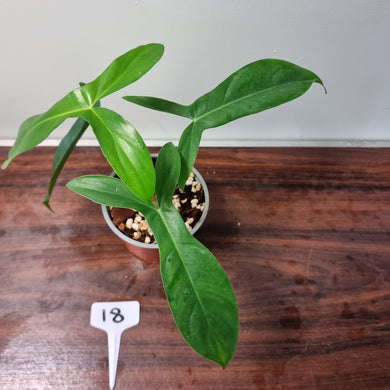 #18 Philodendron 69686 - 'Big Ears'