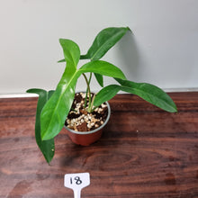 Load image into Gallery viewer, #18 Philodendron 69686 - &#39;Big Ears&#39;