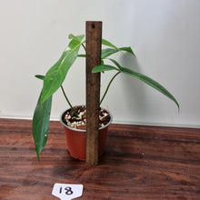 Load image into Gallery viewer, #18 Philodendron 69686 - &#39;Big Ears&#39;