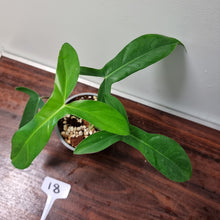 Load image into Gallery viewer, #18 Philodendron 69686 - &#39;Big Ears&#39;
