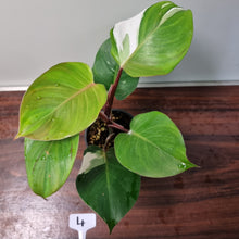 Load image into Gallery viewer, #4 Philodendron White Knight