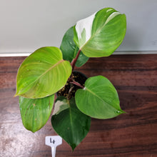 Load image into Gallery viewer, #4 Philodendron White Knight