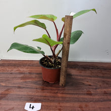 Load image into Gallery viewer, #4 Philodendron White Knight