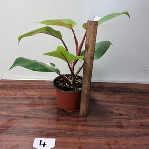 #4 Philodendron White Knight