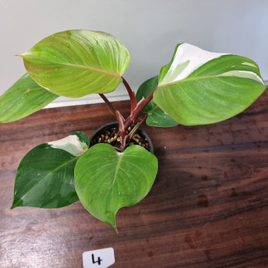 #4 Philodendron White Knight