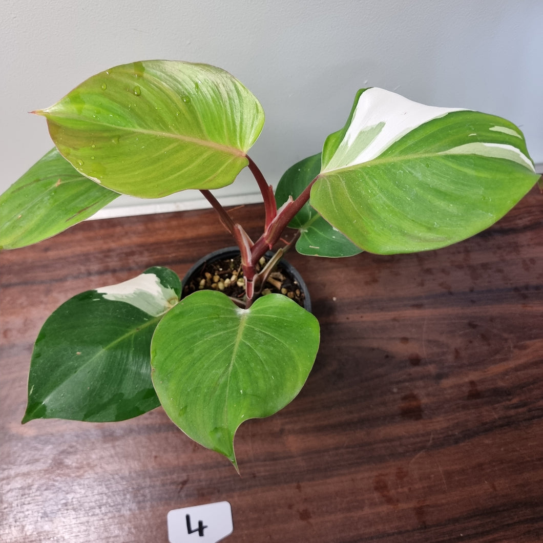 #4 Philodendron White Knight