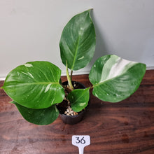 Load image into Gallery viewer, #36 Philodendron White Knight