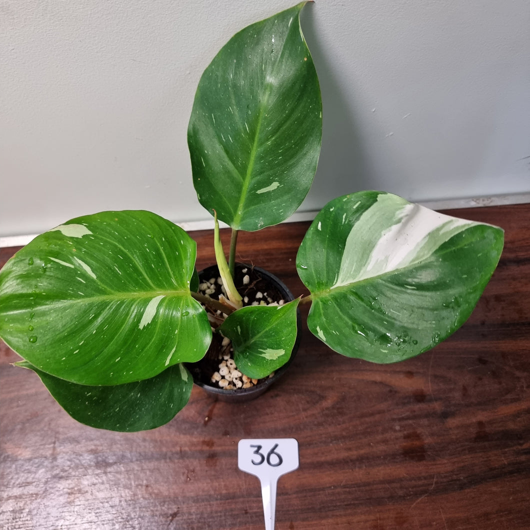 #36 Philodendron White Knight