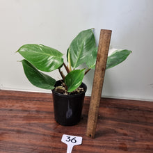 Load image into Gallery viewer, #36 Philodendron White Knight