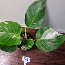 Load image into Gallery viewer, #36 Philodendron White Knight