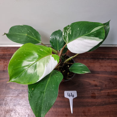 #44 Philodendron White Knight