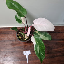 Load image into Gallery viewer, #31 Philodendron Pink Princess