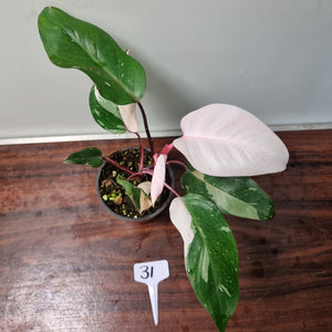 #31 Philodendron Pink Princess