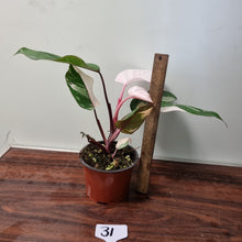 Load image into Gallery viewer, #31 Philodendron Pink Princess