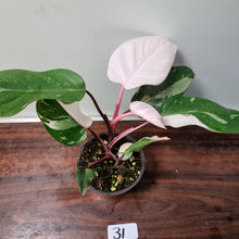 Load image into Gallery viewer, #31 Philodendron Pink Princess