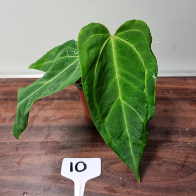 #10 Anthurium 'Sanguineum' x