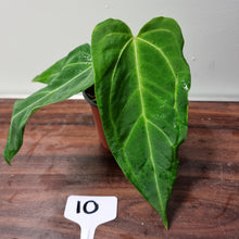 Load image into Gallery viewer, #10 Anthurium &#39;Sanguineum&#39; x