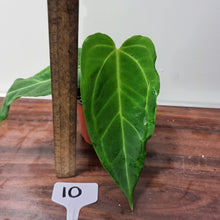 Load image into Gallery viewer, #10 Anthurium &#39;Sanguineum&#39; x