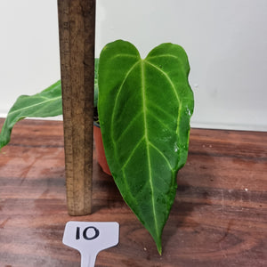 #10 Anthurium 'Sanguineum' x