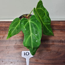 Load image into Gallery viewer, #10 Anthurium &#39;Sanguineum&#39; x
