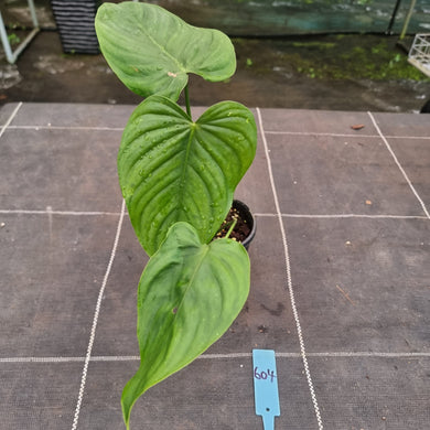 #604 Philodendron Tenue x Plowmanii