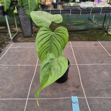 Load image into Gallery viewer, #604 Philodendron Tenue x Plowmanii