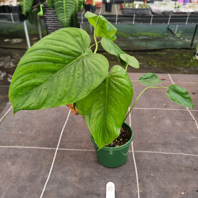 #17 Philodendron Tenue x Plowmanii