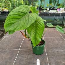 Load image into Gallery viewer, #17 Philodendron Tenue x Plowmanii