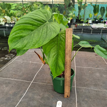 Load image into Gallery viewer, #17 Philodendron Tenue x Plowmanii