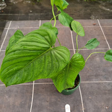 Load image into Gallery viewer, #17 Philodendron Tenue x Plowmanii