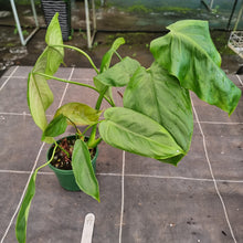 Load image into Gallery viewer, #17 Philodendron Tenue x Plowmanii