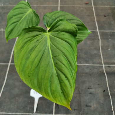 #981 Philodendron Pastazanum x Gloriosum