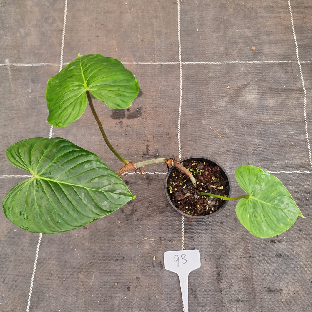#93 Philodendron Majestic