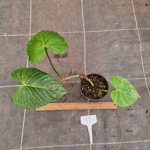 Load image into Gallery viewer, #93 Philodendron Majestic