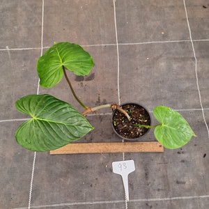 #93 Philodendron Majestic