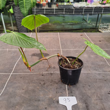 Load image into Gallery viewer, #93 Philodendron Majestic