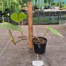 Load image into Gallery viewer, #93 Philodendron Majestic