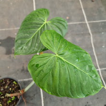 Load image into Gallery viewer, #93 Philodendron Majestic