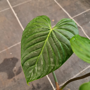 #93 Philodendron Majestic