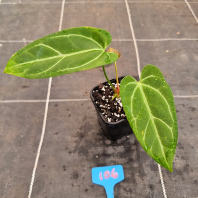 #106 Anthurium NOID