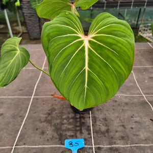 #35 Philodendron Gloriosum
