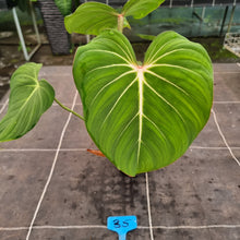 Load image into Gallery viewer, #35 Philodendron Gloriosum