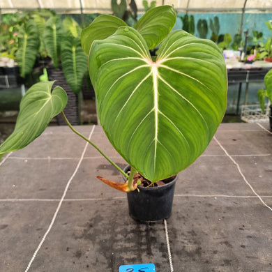 #35 Philodendron Gloriosum